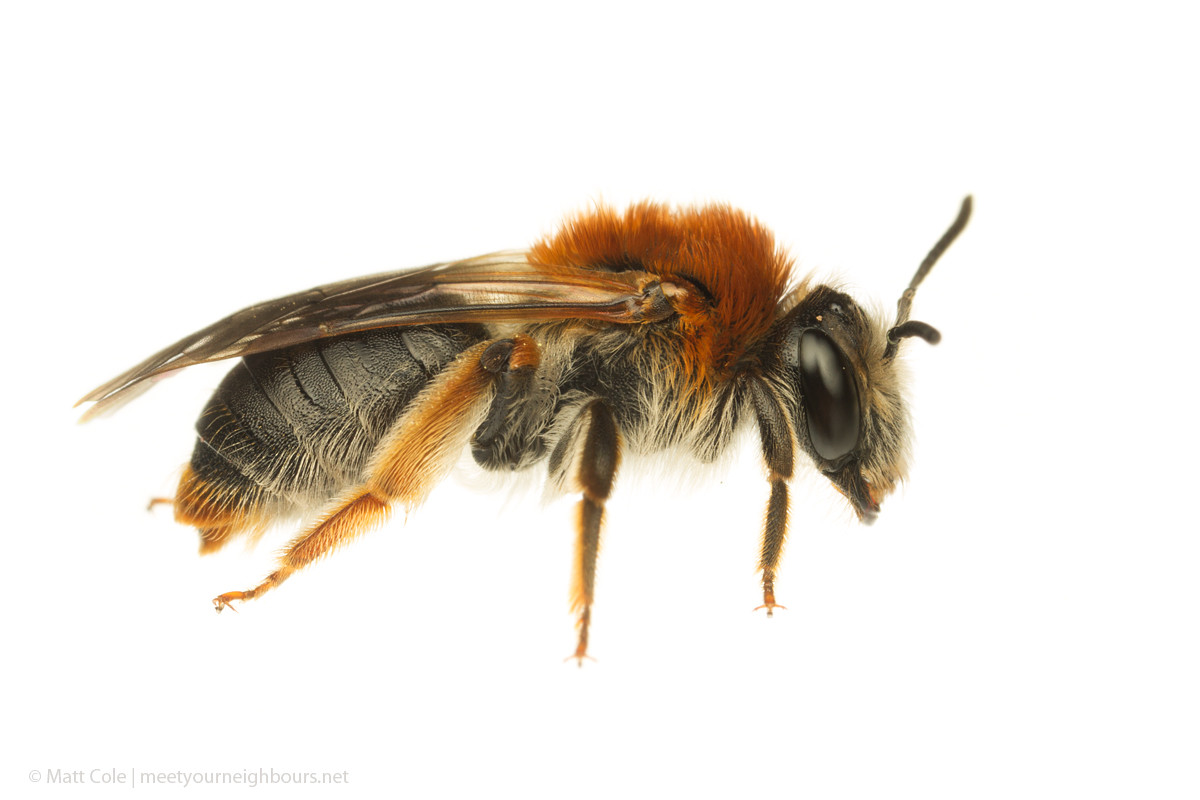 MYN Andrena haemorrhoa